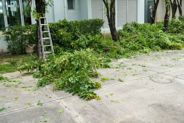 Trusted Palm Harbor, FL Tree Removal Experts